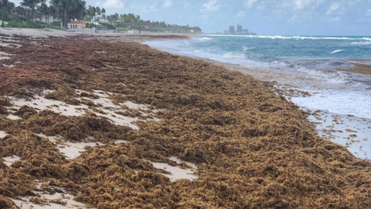 atlantik okyanusunu devasa ve kahverengi bir sey ele geciriyor ErJjKUWZ