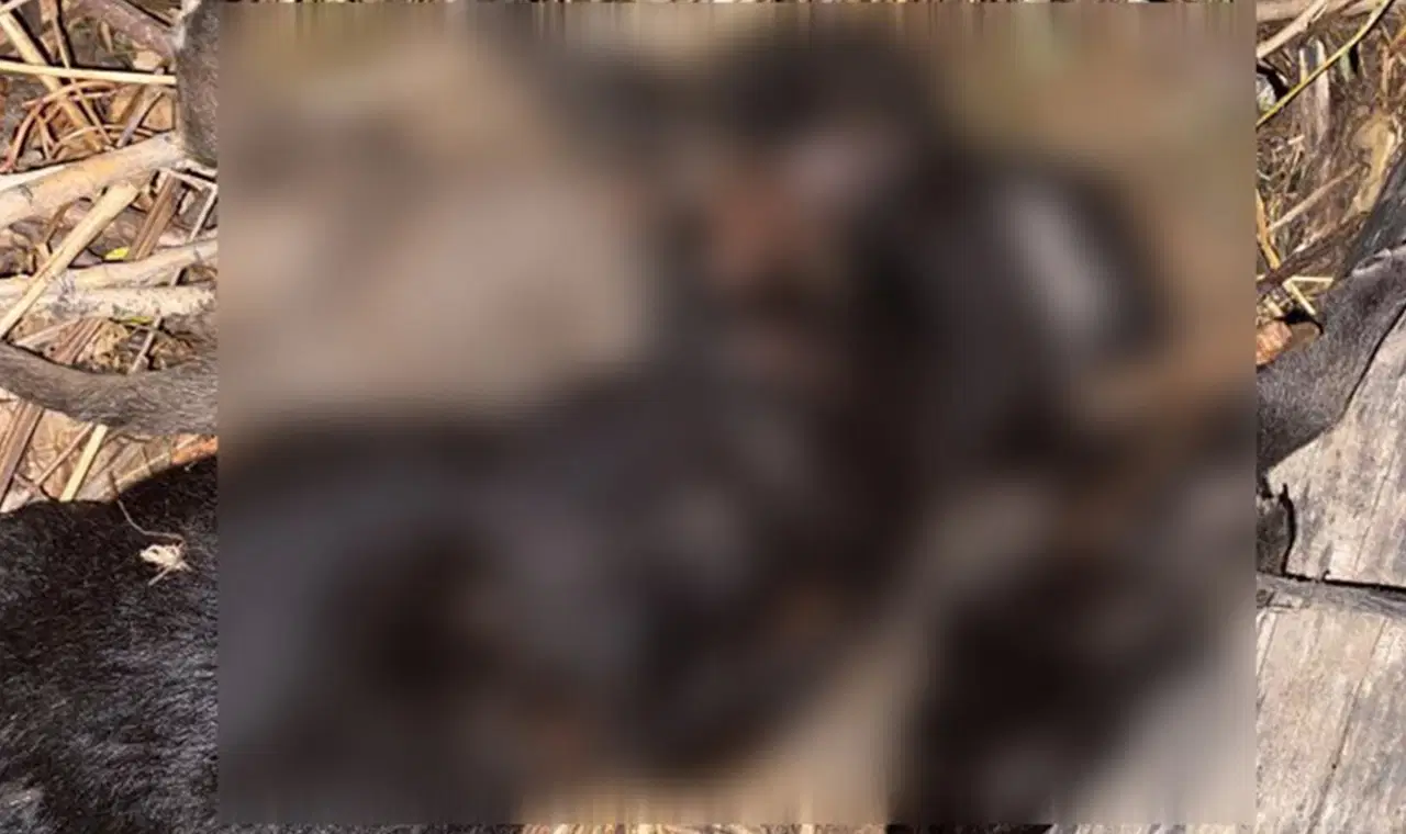 tokatta 4 yavru kopegin olum nedeni belli oldu cAbsJukN