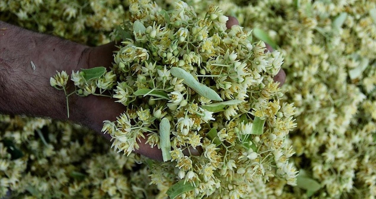 degeri altinla yarisiyor ama sonbahar geldi kapis kapis satiliyor iM1guLp1.jpg