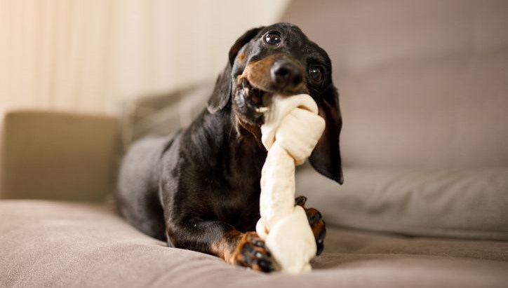 kopekler oyuncaklarina kumar benzeri bagimlilik gelistiriyor EYKnGORA