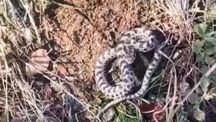 mantar toplarken goz goze geldi karabukte engerek yilani panigi pNbV2thv.jpg