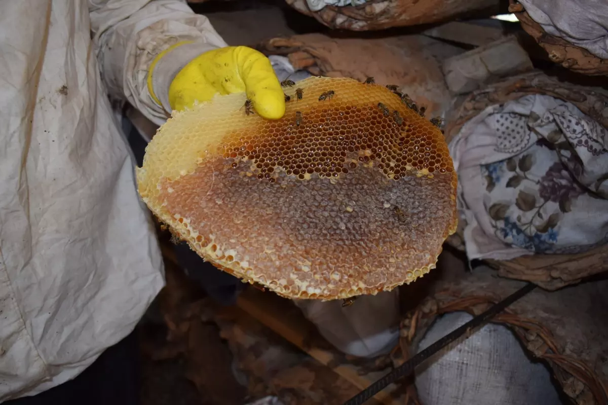 sasonda geleneksel kara kovan ariciligi JIX2GY6Q