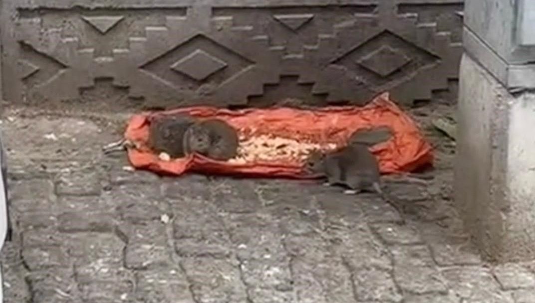 tekirdagda fareler sokaklari basti ff8uW6Pl.jpg