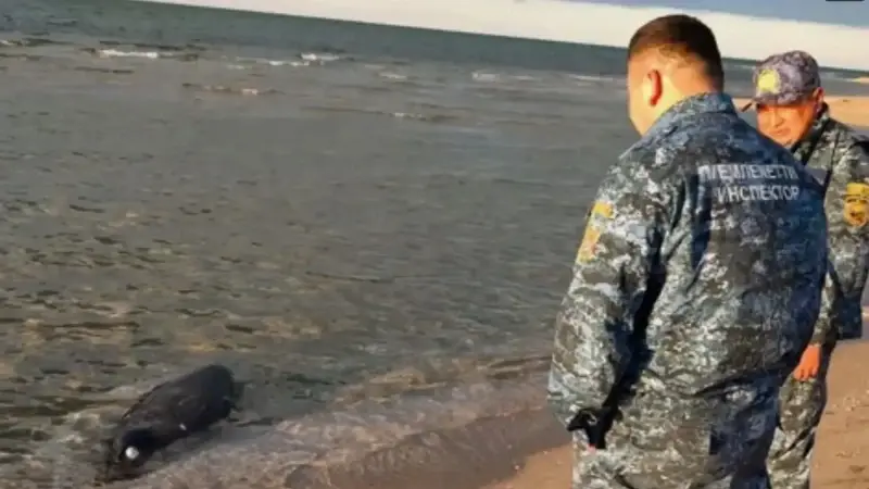kazakistanin hazar denizi kiyisinda 100den fazla fok olu bulundu LKABQxyl.webp