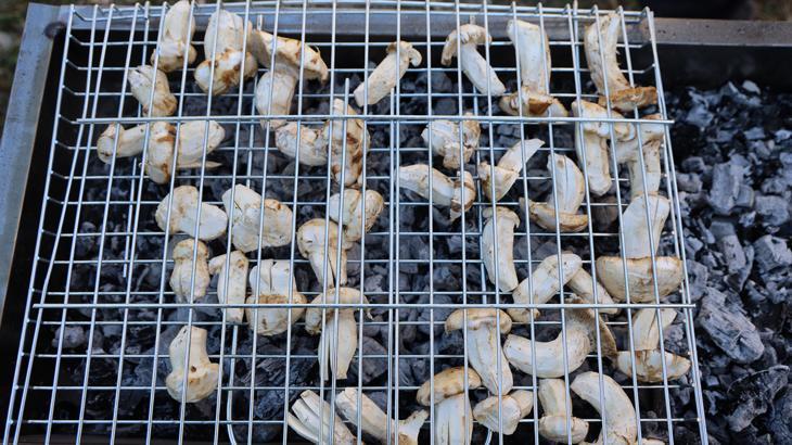 kilosu etle yarisiyor japonlarin gozdesi sedir mantari cikti gR9a34Hx.jpg