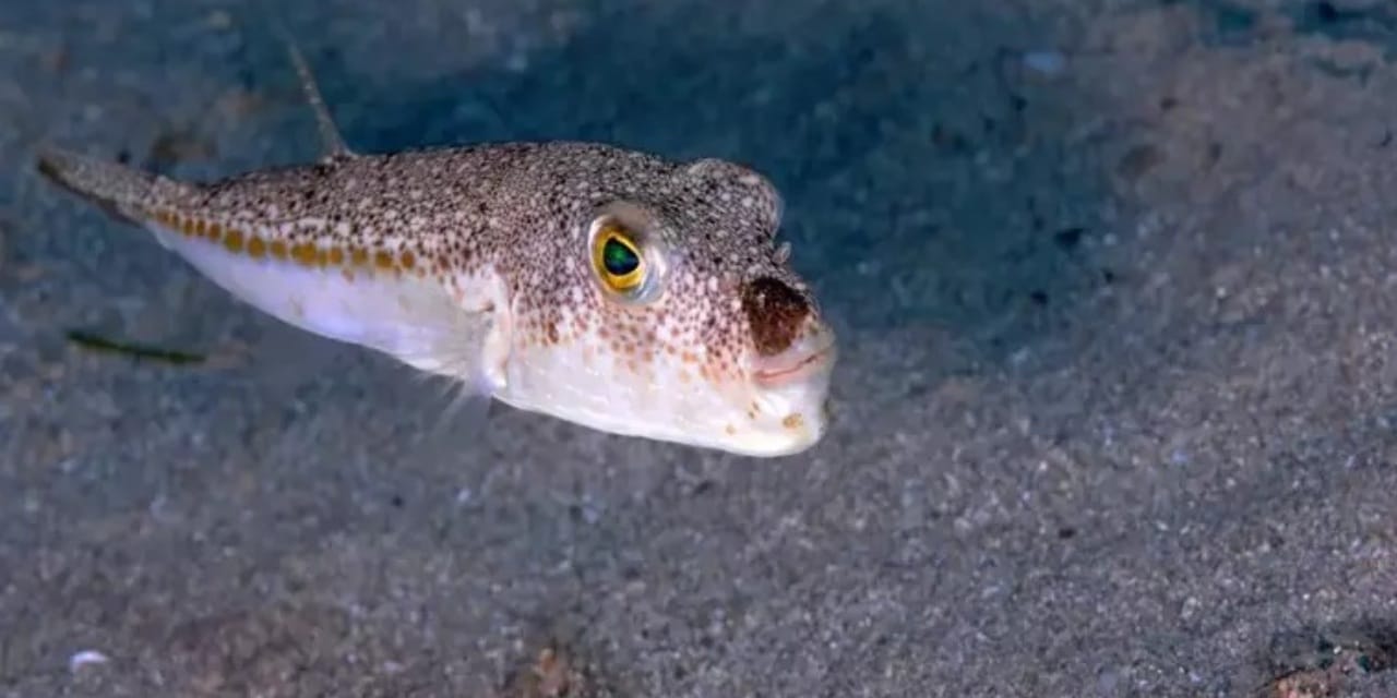 50 Milyon Balık Tehdidi: İstila Önleniyor!