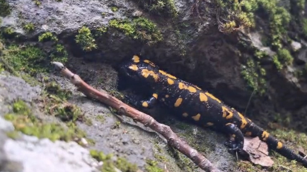 pulumurde-nadir-misafir-benekli-semender-yagis-sonrasi-ortaya-cikti-tfGCR1AB